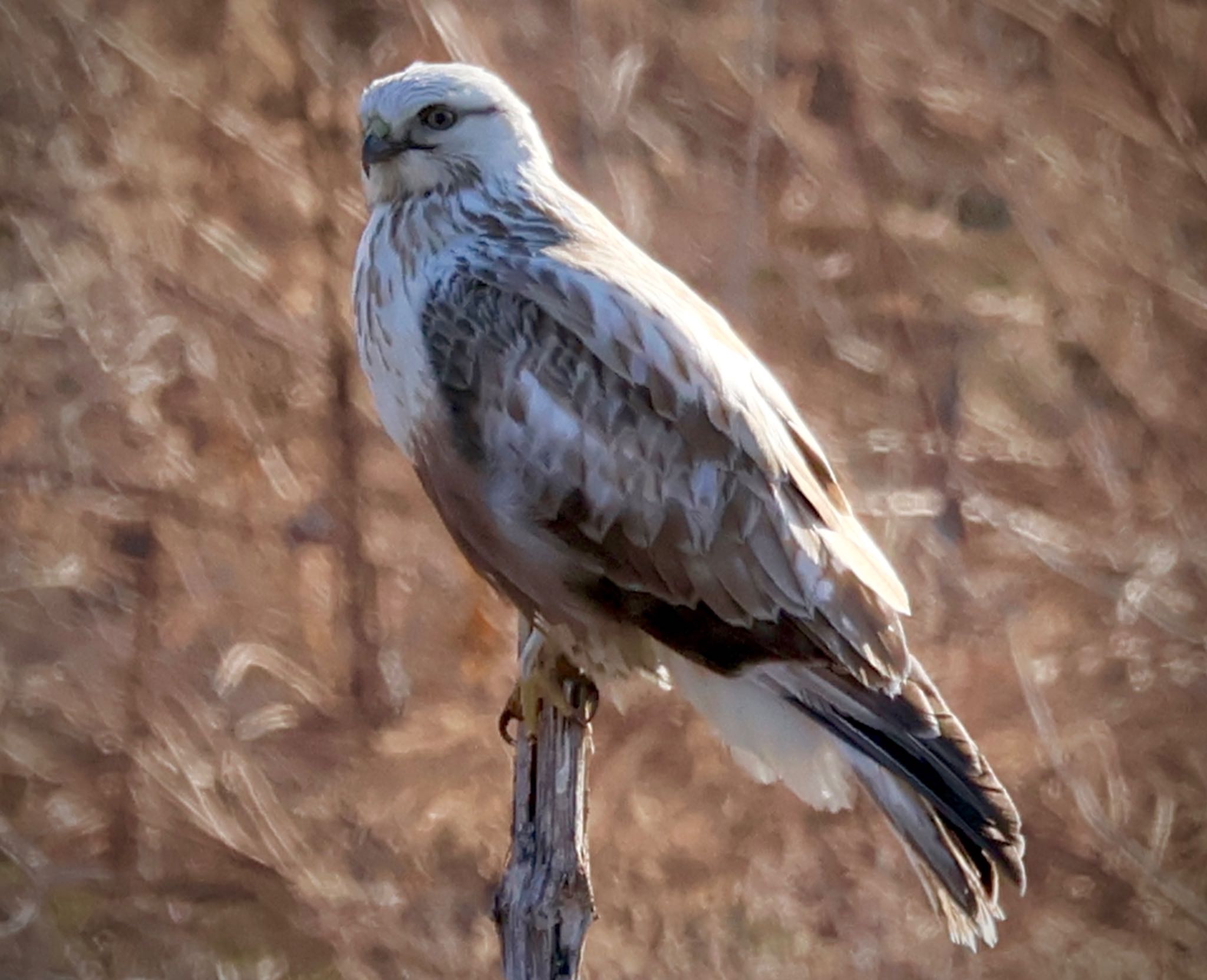 Rough-legged Buzzard