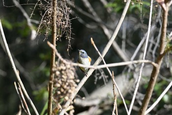 ルリビタキ 馬見丘陵公園 2024年1月27日(土)