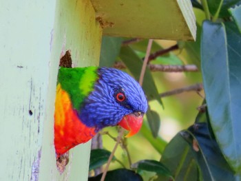 Rainbow Lorikeet Central Coast Wetlands Pioneer Dairy(NSW) Sat, 2/17/2024