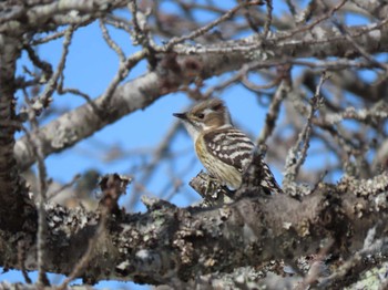 Japanese Pygmy Woodpecker 平筒沼(宮城県登米市) Sat, 2/24/2024