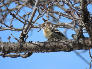 Japanese Pygmy Woodpecker 平筒沼(宮城県登米市) Sat, 2/24/2024