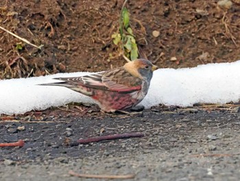 Asian Rosy Finch 泉ヶ岳 Wed, 2/28/2024