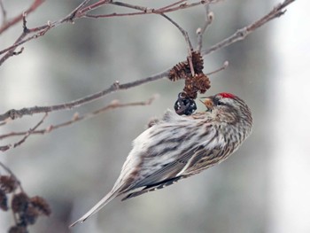 Common Redpoll 泉ヶ岳 Mon, 2/26/2024