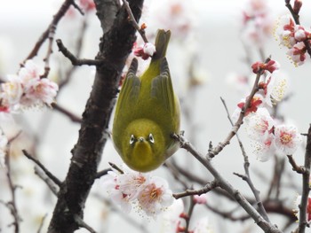 Warbling White-eye 岐阜梅林公園 Thu, 2/29/2024