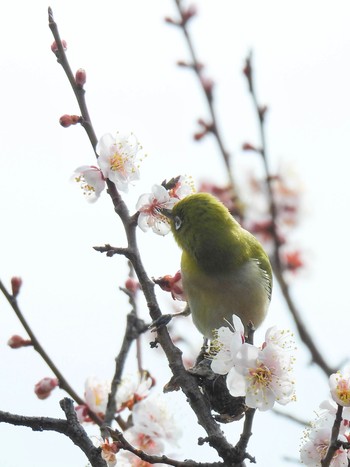 Warbling White-eye 岐阜梅林公園 Thu, 2/29/2024