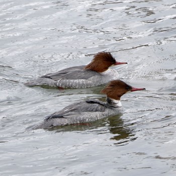 Common Merganser 真駒内川 Fri, 3/1/2024