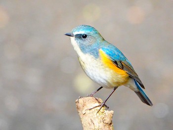 Red-flanked Bluetail 稲佐山公園 Fri, 3/1/2024