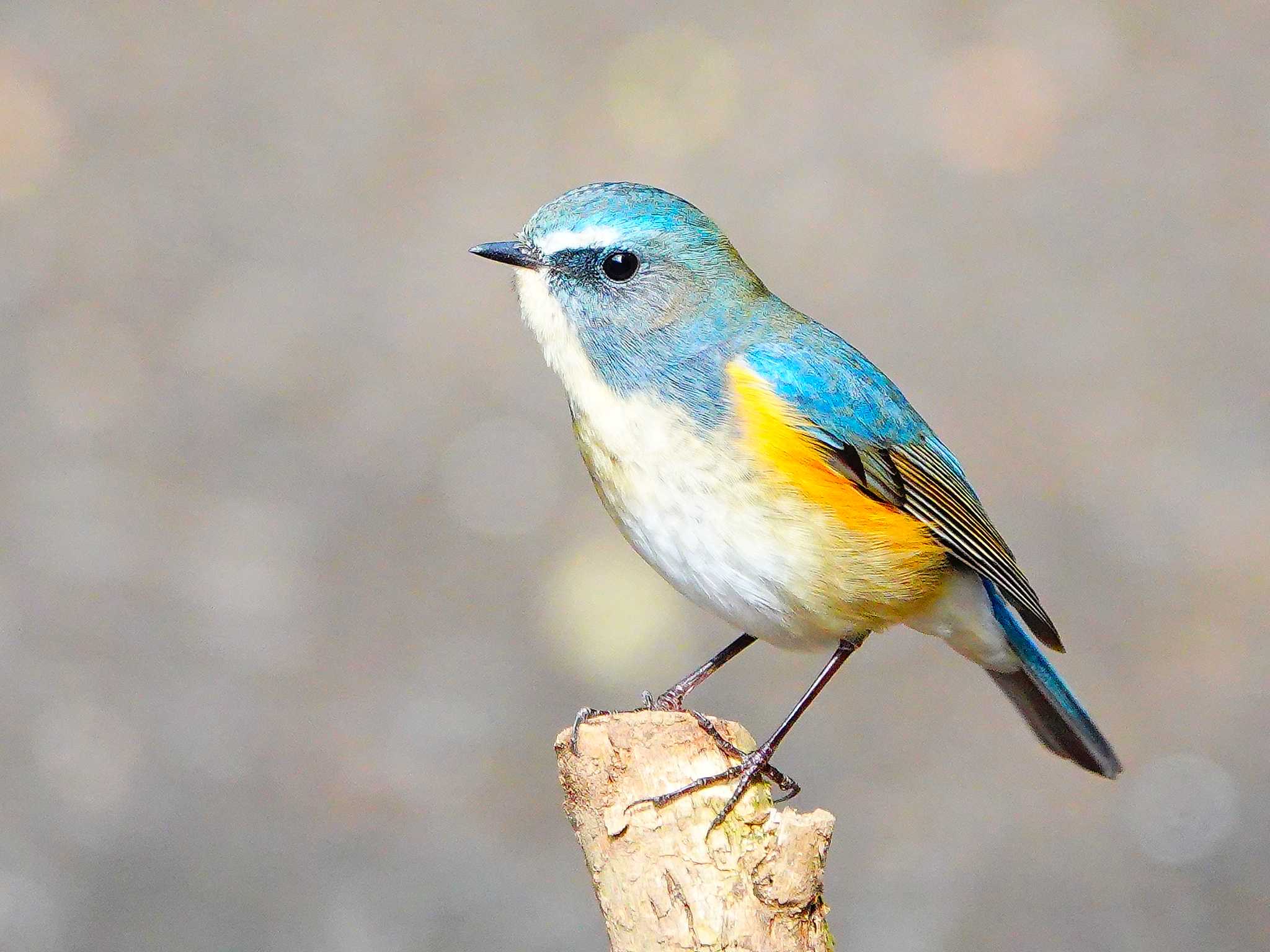 Photo of Red-flanked Bluetail at 稲佐山公園 by M Yama