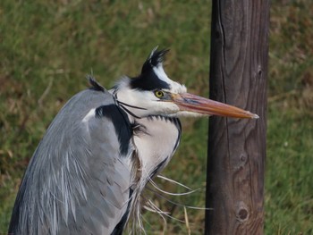 アオサギ 内牧黒沼公園 2024年3月1日(金)