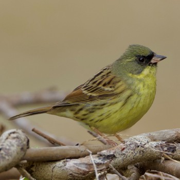 Masked Bunting 岩手県 Tue, 4/18/2023