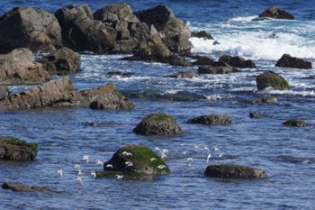 ミユビシギ 平磯海岸 2024年2月12日(月)