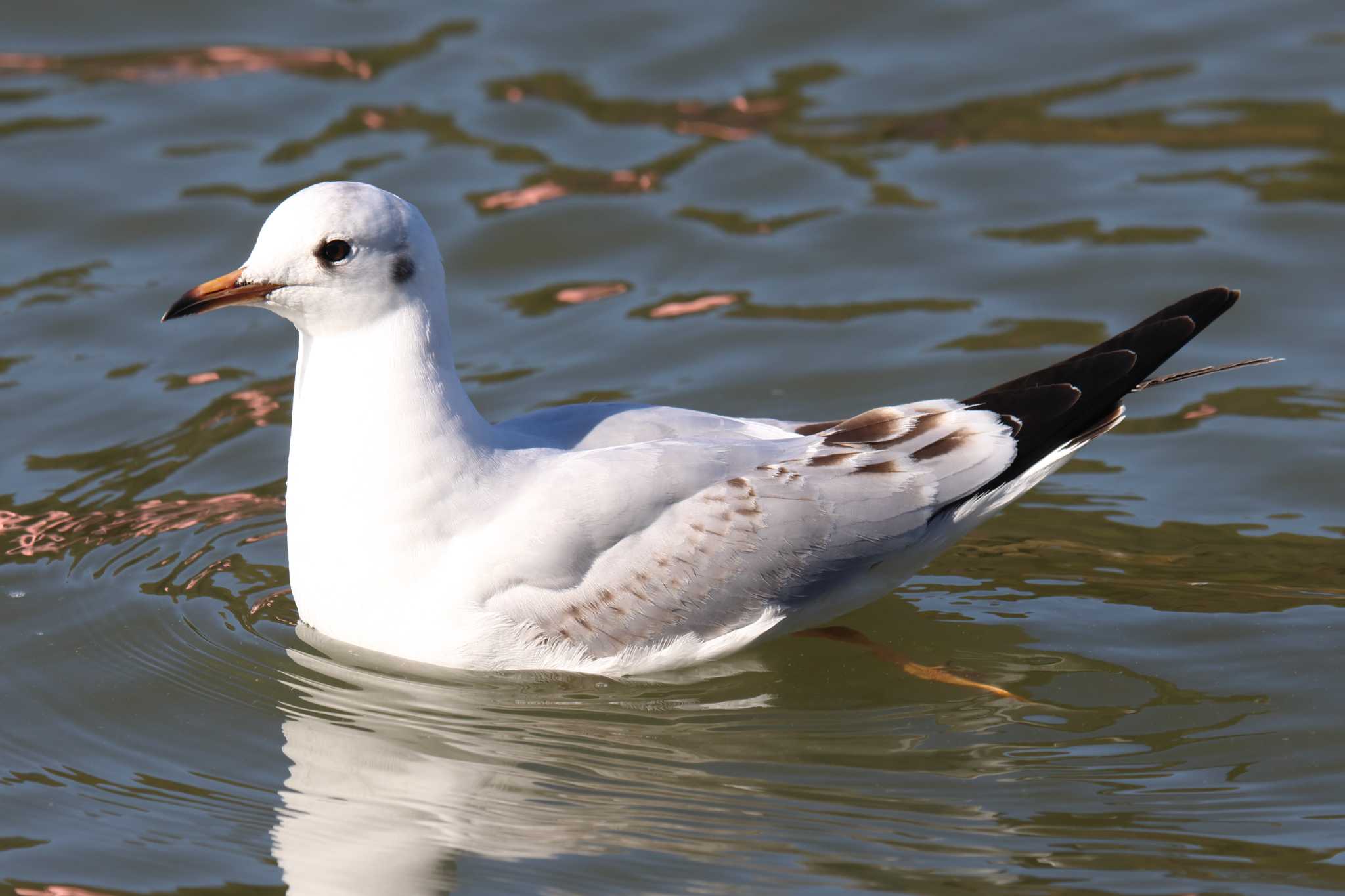 明石公園のユリカモメ