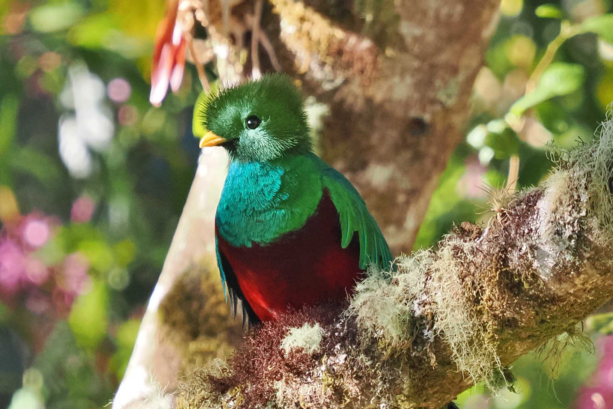 Photo of Resplendent Quetzal at San Gerardo De Dota (Costa Rica) by 藤原奏冥