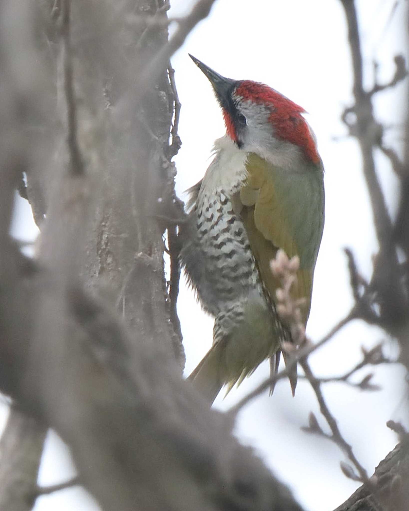 Photo of Japanese Green Woodpecker at 自宅前 by ruri