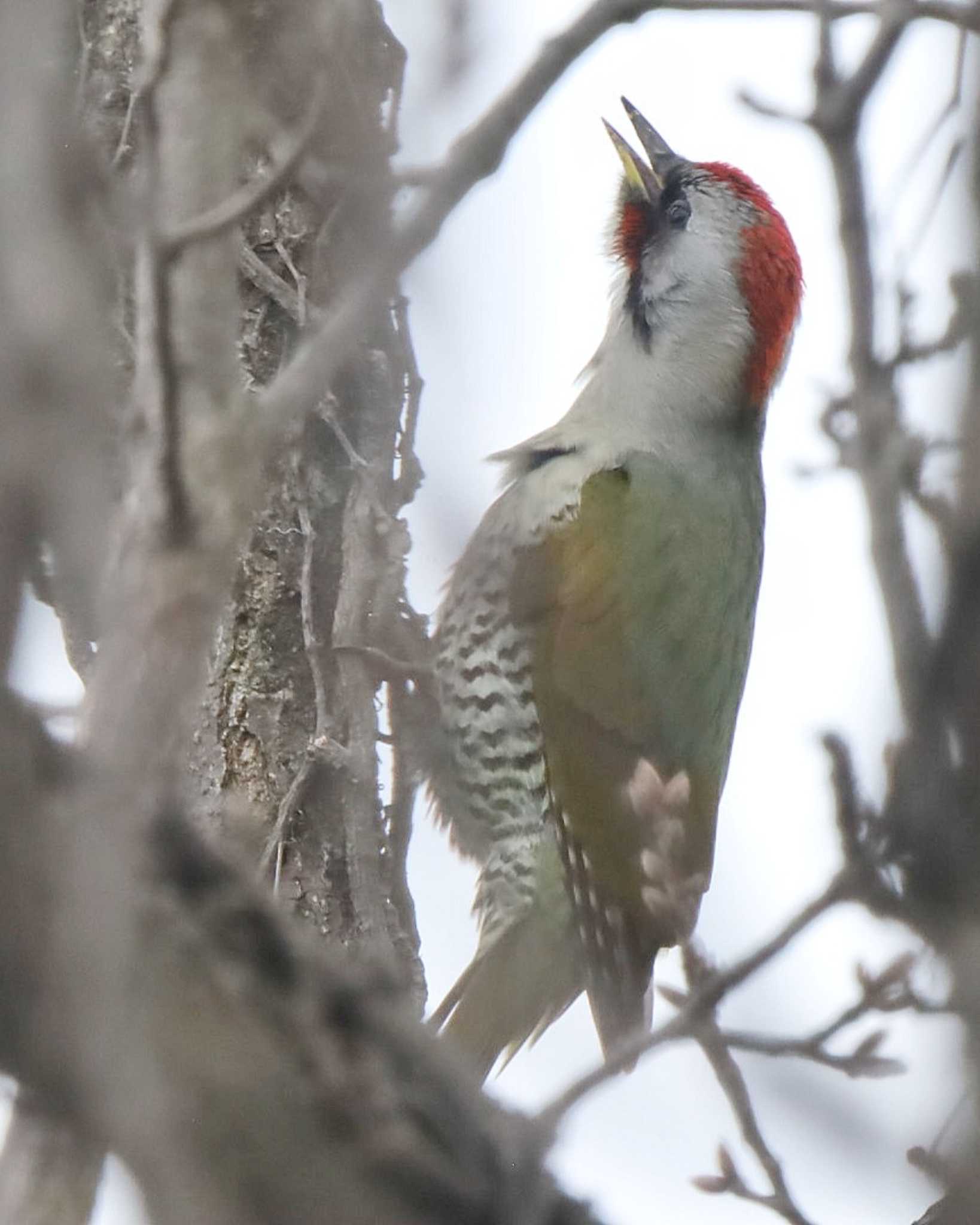 Photo of Japanese Green Woodpecker at 自宅前 by ruri