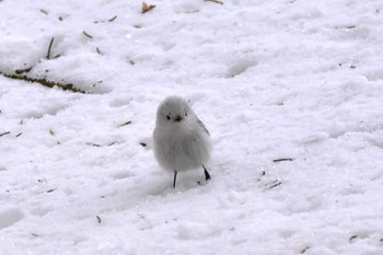 未同定 札幌モエレ沼公園 2024年3月1日(金)