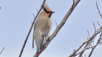 2024年3月1日(金) 奈良県の野鳥観察記録