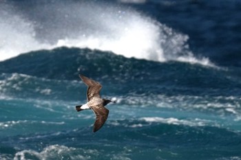 Black-tailed Gull 三浦半島城ヶ島 Mon, 2/26/2024