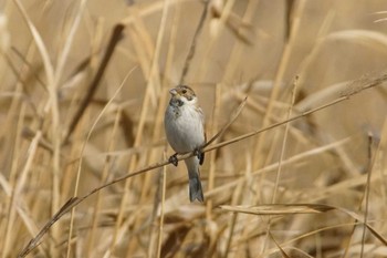 Common Reed Bunting 涸沼 Tue, 2/20/2024