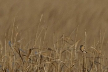 Ochre-rumped Bunting 涸沼 Tue, 2/20/2024