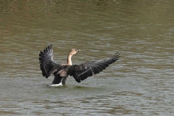 Taiga Bean Goose 境川遊水池 Sun, 2/18/2024