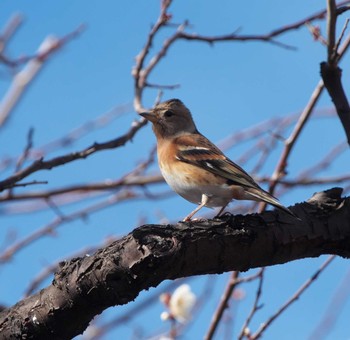 Brambling 東京都多摩地域 Fri, 2/16/2024