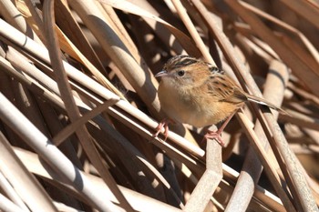 Zitting Cisticola 境川遊水池 Thu, 2/8/2024