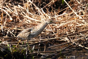 Yellow Bittern 境川遊水池 Mon, 1/29/2024