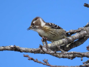 Japanese Pygmy Woodpecker 平筒沼(宮城県登米市) Sat, 2/24/2024