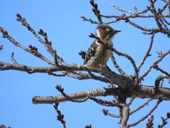 Japanese Pygmy Woodpecker 平筒沼(宮城県登米市) Sat, 2/24/2024