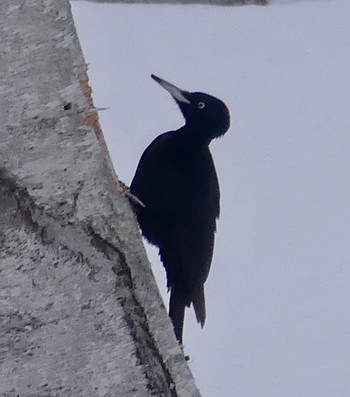 Black Woodpecker Makomanai Park Fri, 3/1/2024