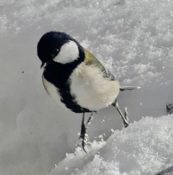 Japanese Tit 真駒内川 Thu, 2/29/2024