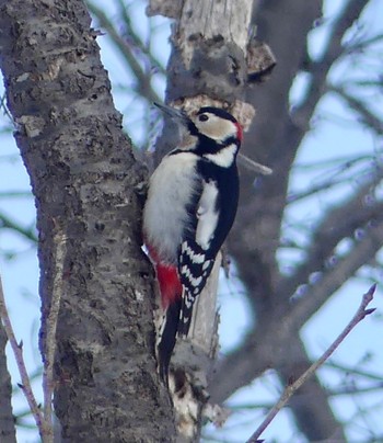 Great Spotted Woodpecker(japonicus) Makomanai Park Thu, 2/29/2024