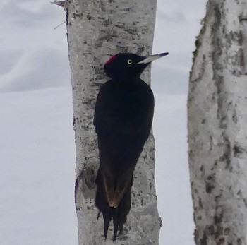 Black Woodpecker Makomanai Park Fri, 3/1/2024