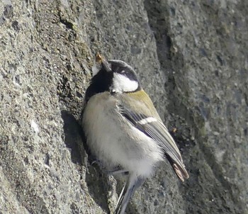 Japanese Tit 真駒内川 Thu, 2/29/2024