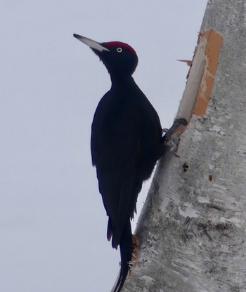 Black Woodpecker Makomanai Park Fri, 3/1/2024