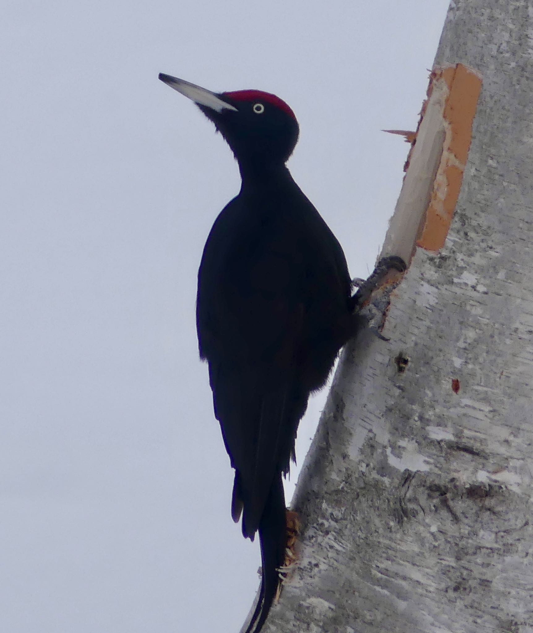 Photo of Black Woodpecker at Makomanai Park by xuuhiro