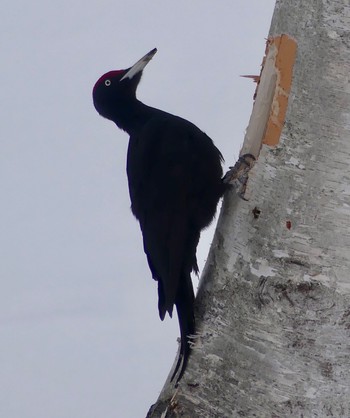 Black Woodpecker Makomanai Park Fri, 3/1/2024