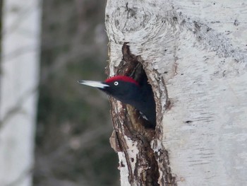Black Woodpecker Makomanai Park Fri, 3/1/2024