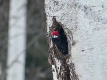 Black Woodpecker Makomanai Park Fri, 3/1/2024
