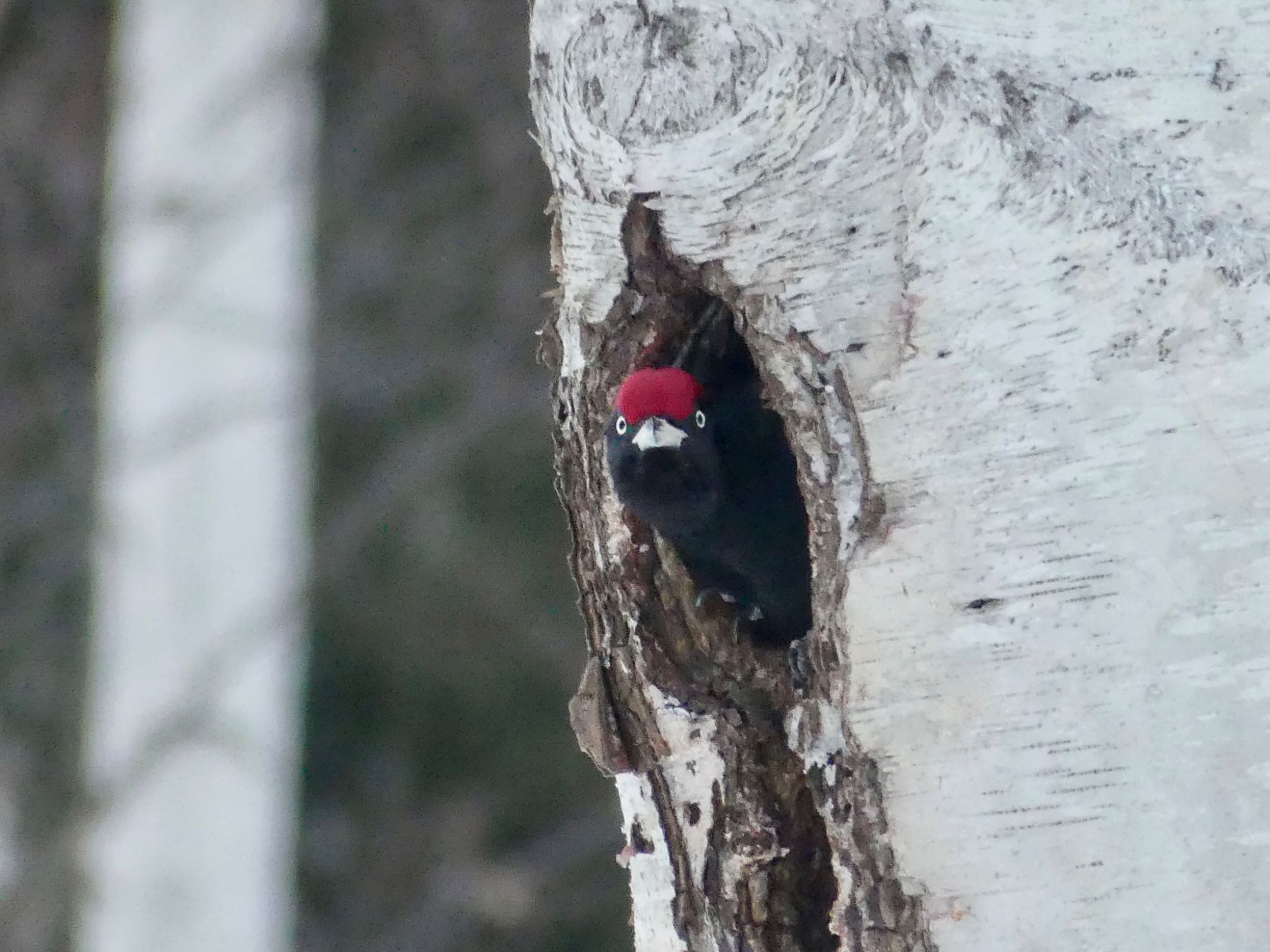 Photo of Black Woodpecker at Makomanai Park by xuuhiro