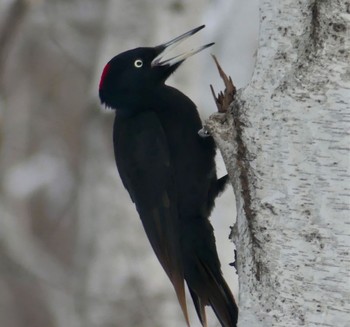 Black Woodpecker Makomanai Park Fri, 3/1/2024