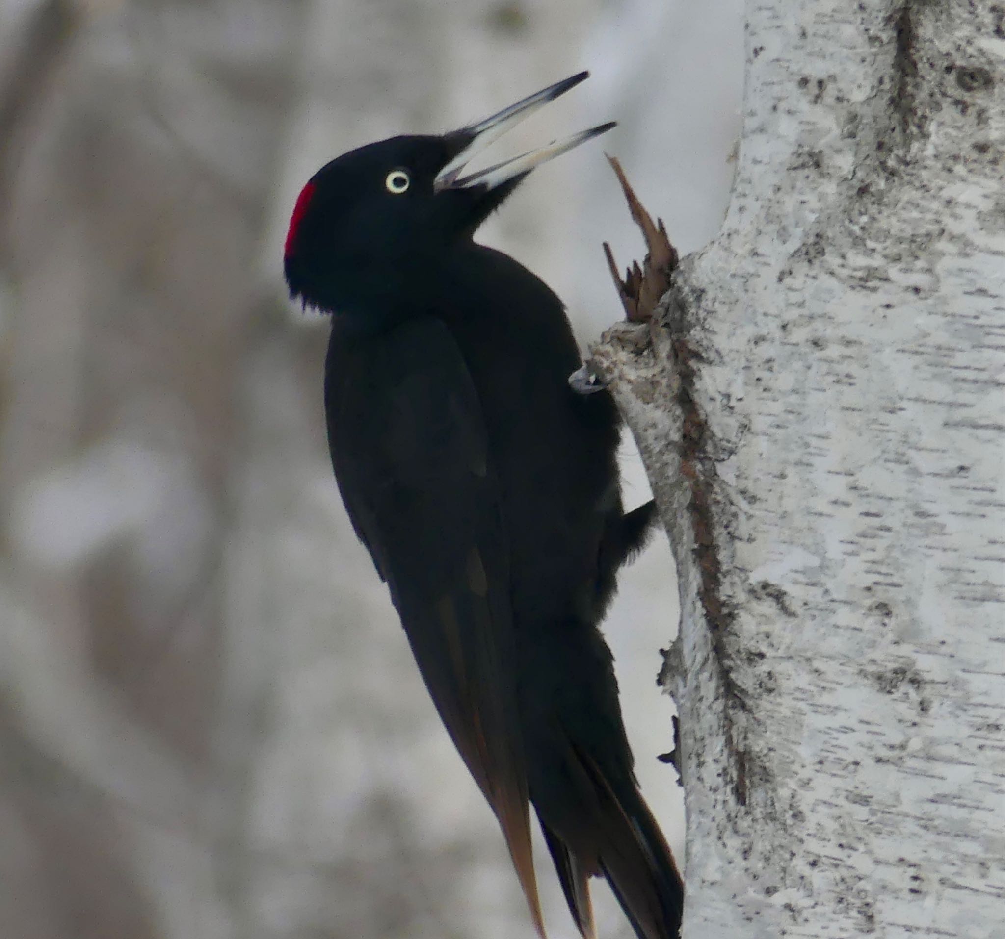 Photo of Black Woodpecker at Makomanai Park by xuuhiro