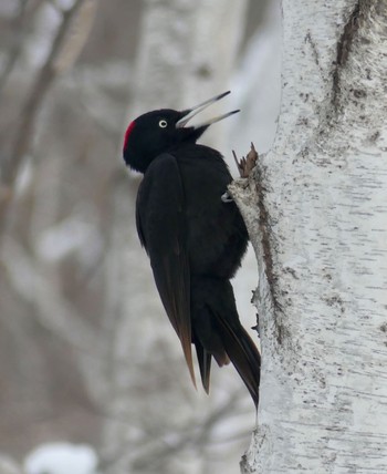 Black Woodpecker Makomanai Park Fri, 3/1/2024