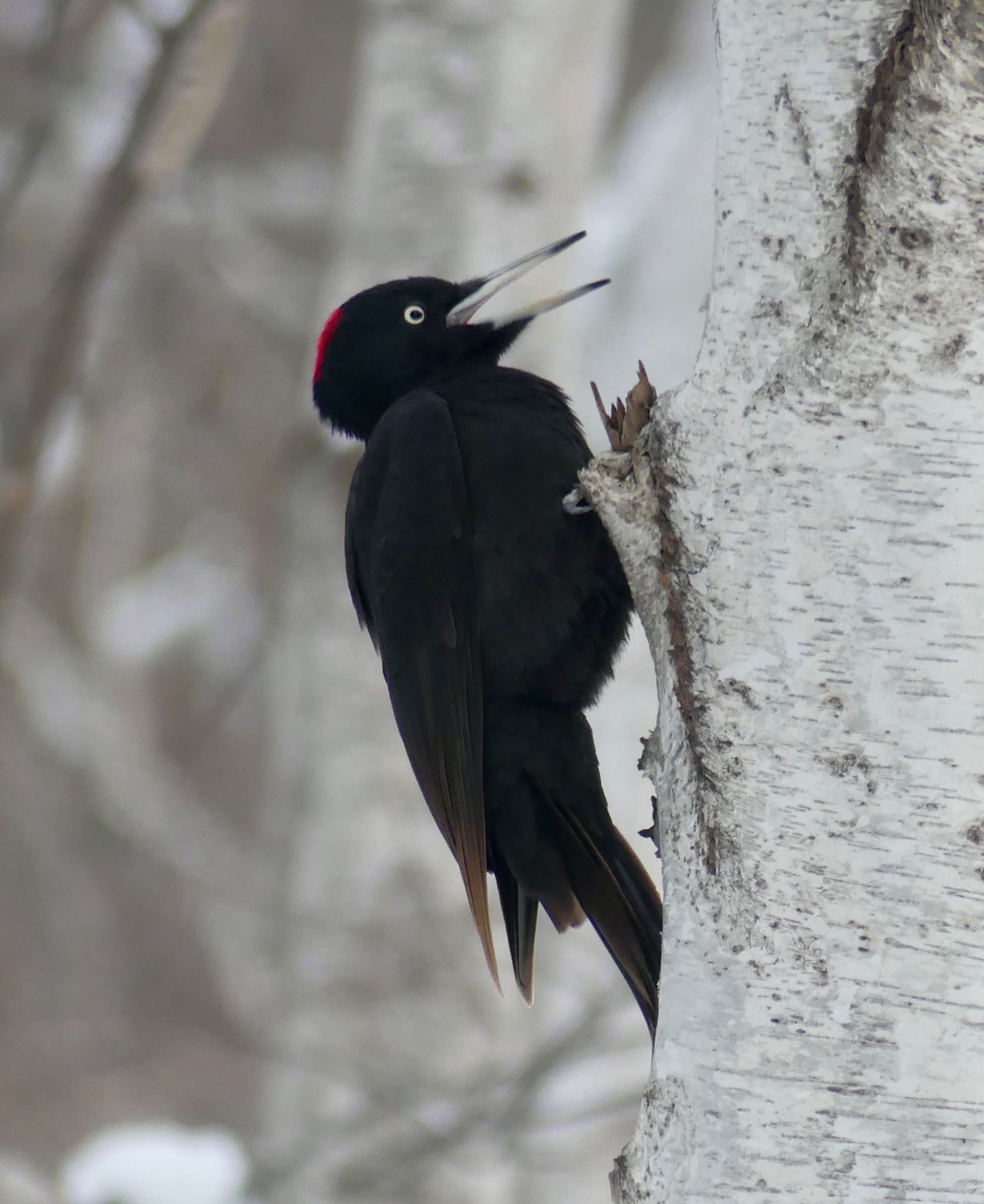 Photo of Black Woodpecker at Makomanai Park by xuuhiro