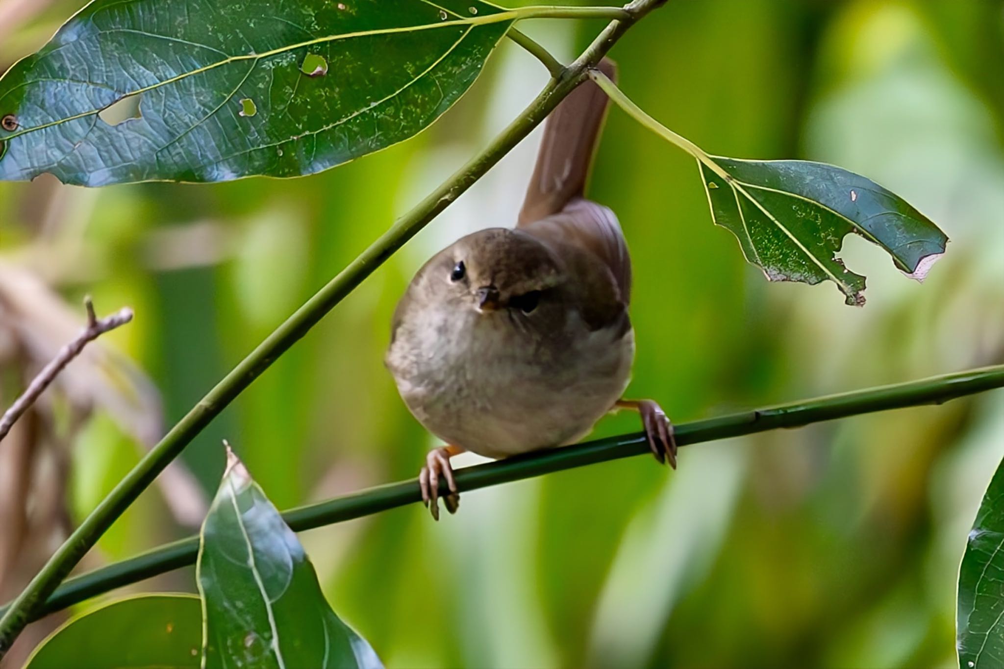 秋ヶ瀬公園(野鳥の森) ウグイスの写真 by Tomo