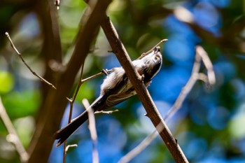 エナガ 秋ヶ瀬公園(野鳥の森) 2024年3月1日(金)