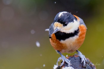 Varied Tit 西湖野鳥の森公園 Fri, 2/23/2024