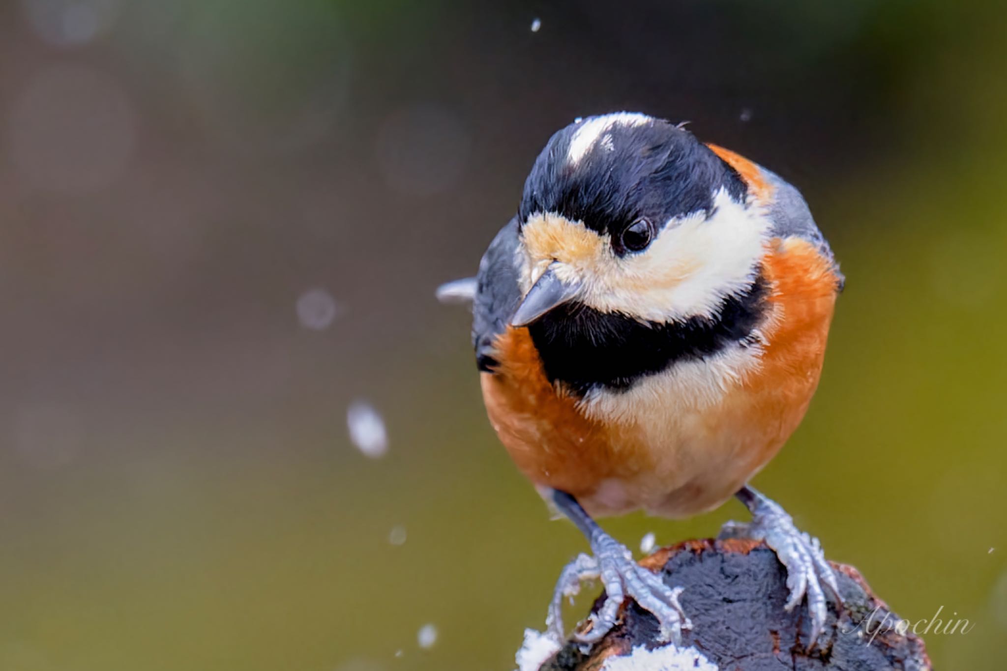 Varied Tit