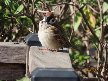 Eurasian Tree Sparrow 木場公園(江東区) Fri, 3/1/2024